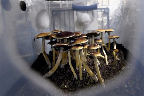 Magic mushroom growing kit london